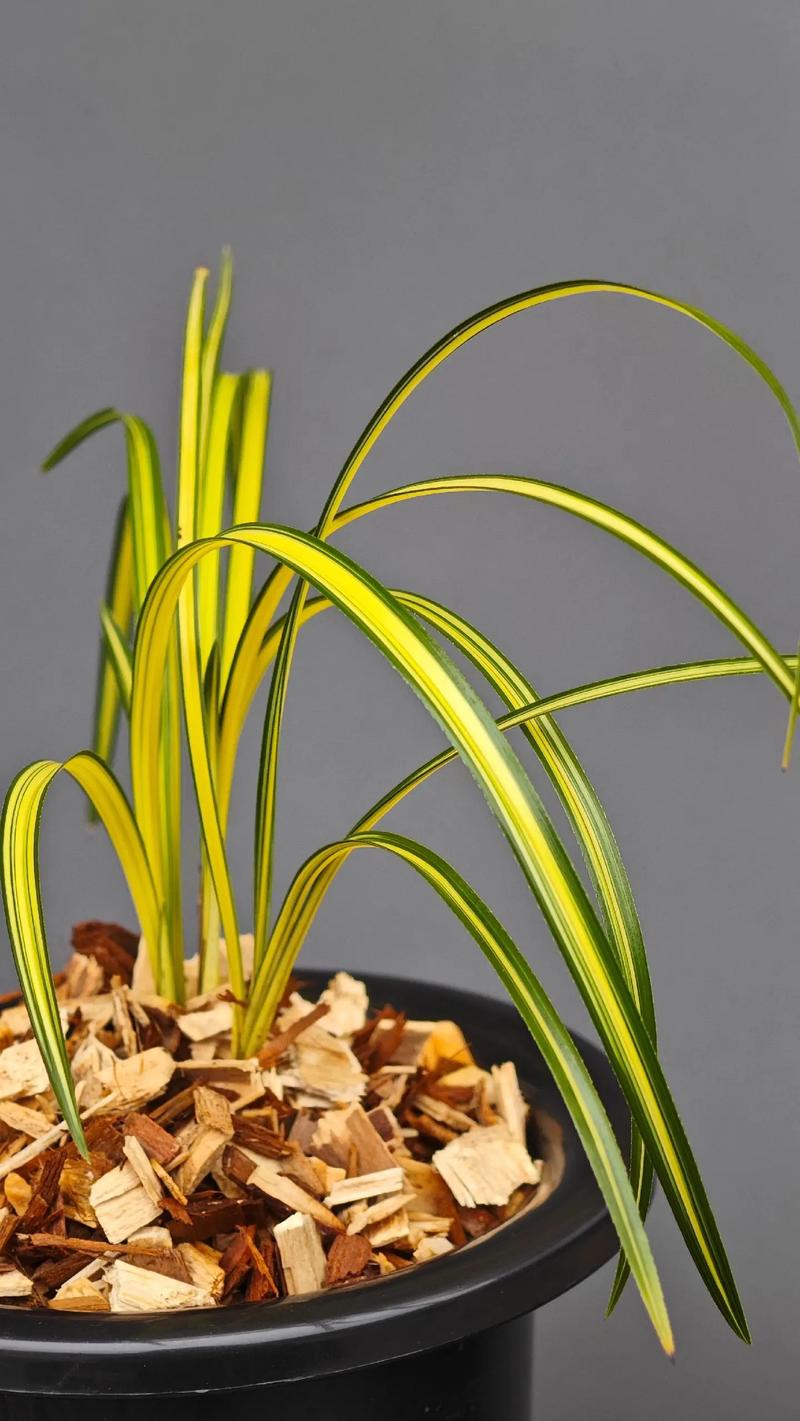 名贵兰花叶片品种图片-图2