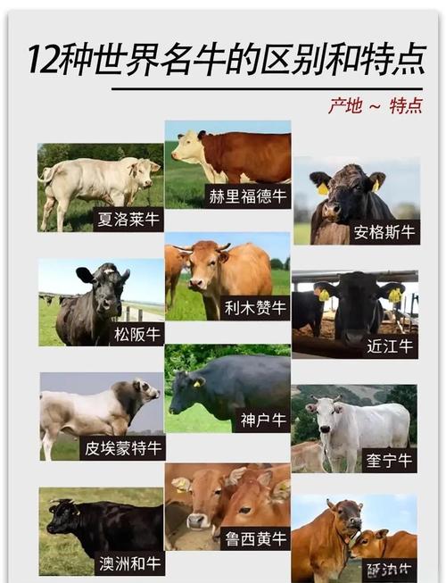 我国肉牛品种各有啥优缺点？-图1