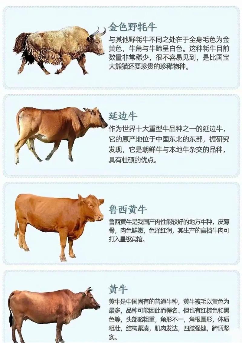 我国肉牛品种各有啥优缺点？-图2