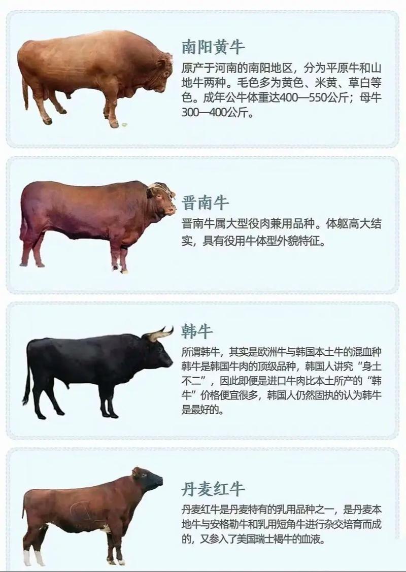 我国肉牛品种各有啥优缺点？-图3