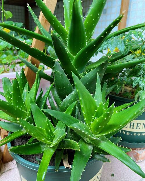 芦荟品种这么多，哪种适合你？-图1