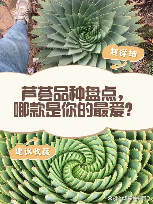 芦荟品种这么多，哪种适合你？-图3