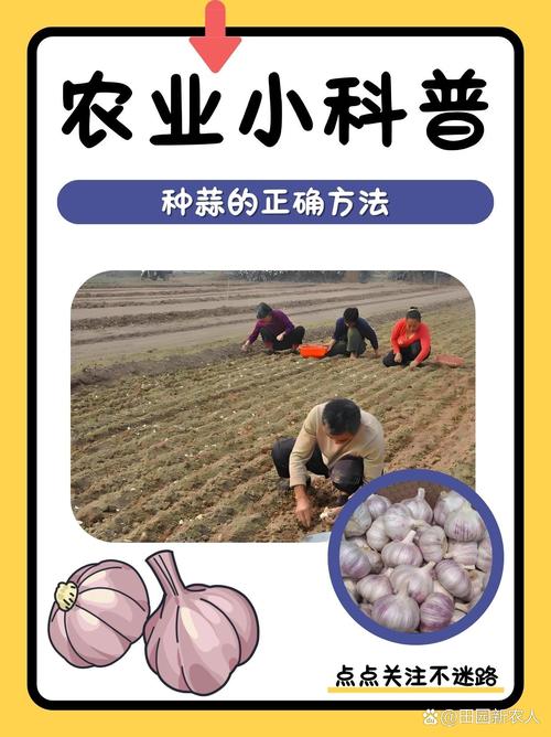 哪里能下载大蒜种植技术视频？-图2