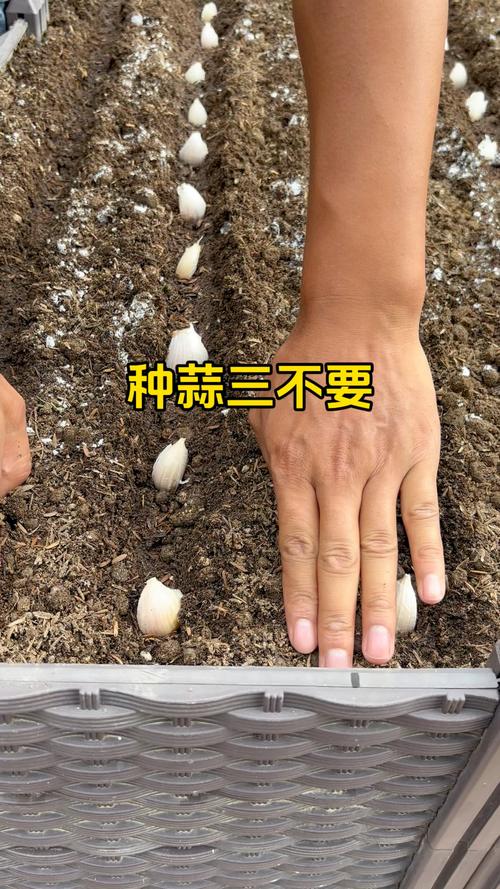 哪里能下载大蒜种植技术视频？-图3