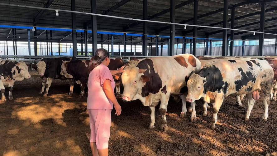 育肥牛选什么品种最赚钱？-图3