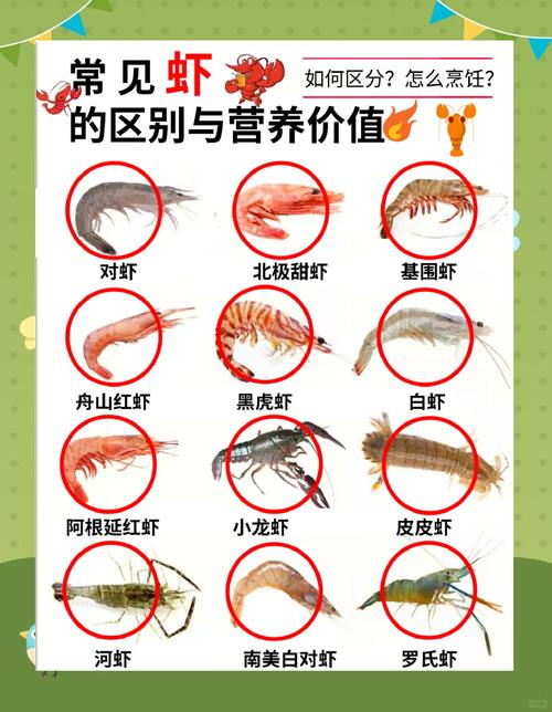 活海虾品种及图片大全-图1