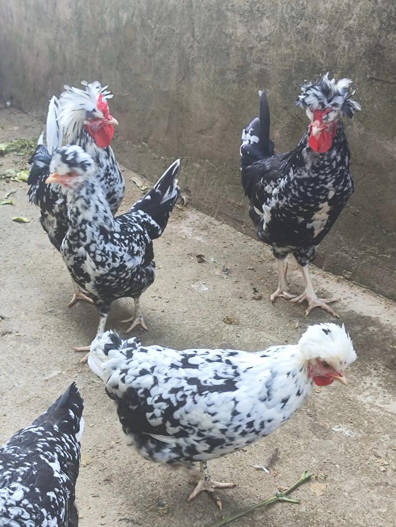 贵妇鸡品种价值有何差异？-图2