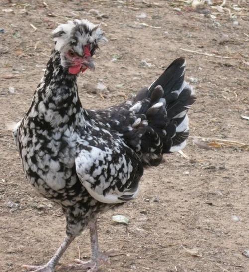贵妇鸡品种价值有何差异？-图1