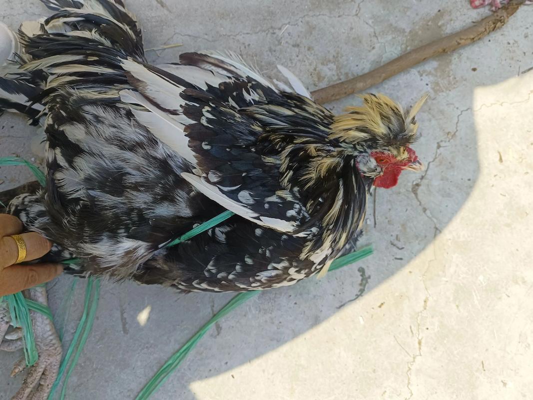 贵妇鸡品种价值有何差异？-图3