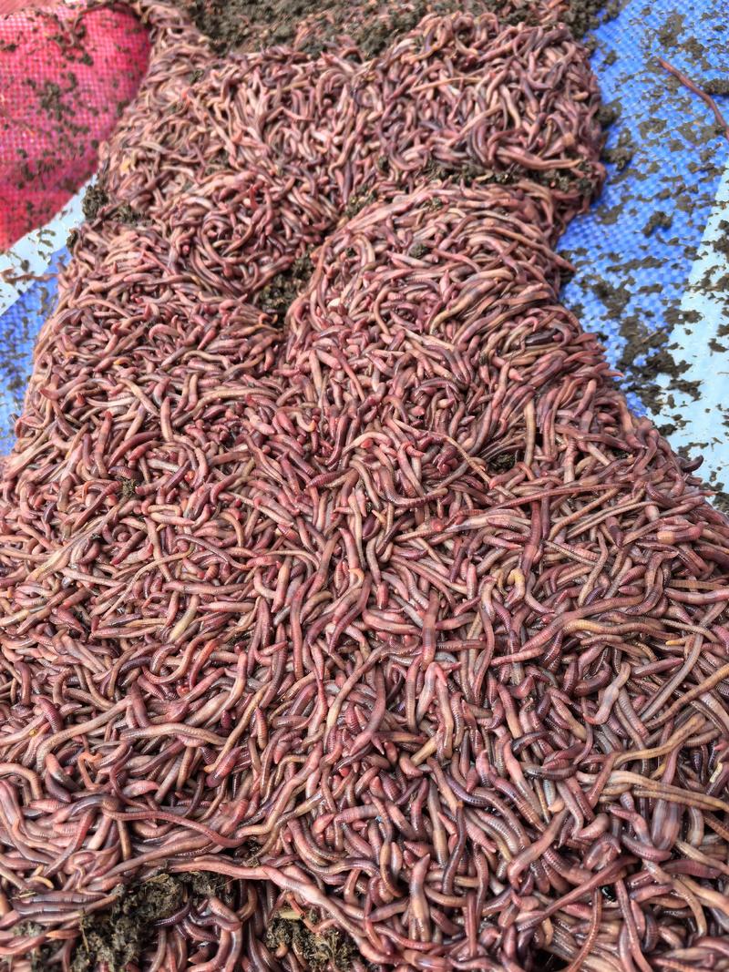 蚯蚓养殖技术图片怎么学？-图2