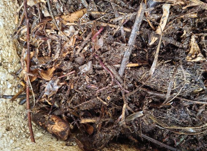 蚯蚓养殖技术图片怎么学？-图3