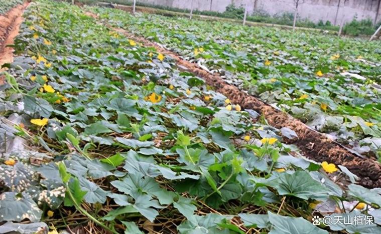 冬瓜高产栽培技术有哪些关键点？-图2