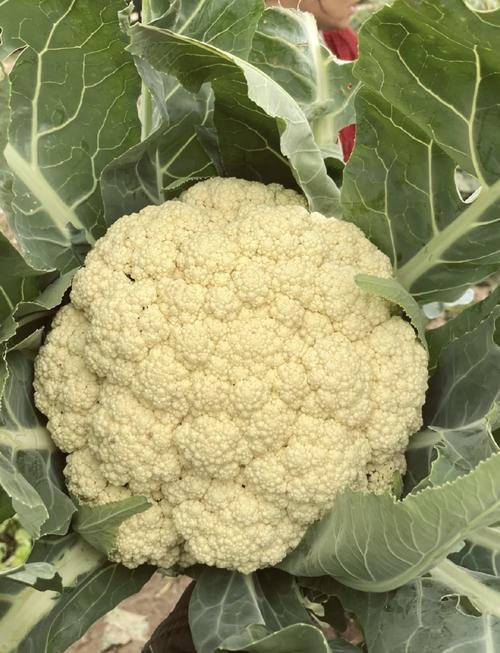 花菜类蔬菜有哪些品种-图3