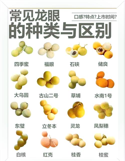 龙眼的品种有哪些图片-图1
