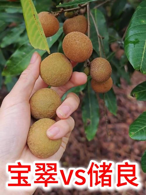 龙眼的品种有哪些图片-图2