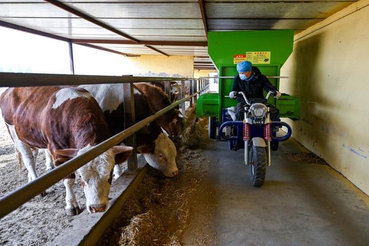 肉牛饲喂技术视频有哪些要点？-图3