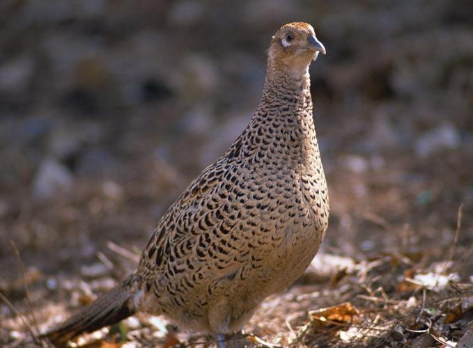 野生鸡类品种有哪些？-图1