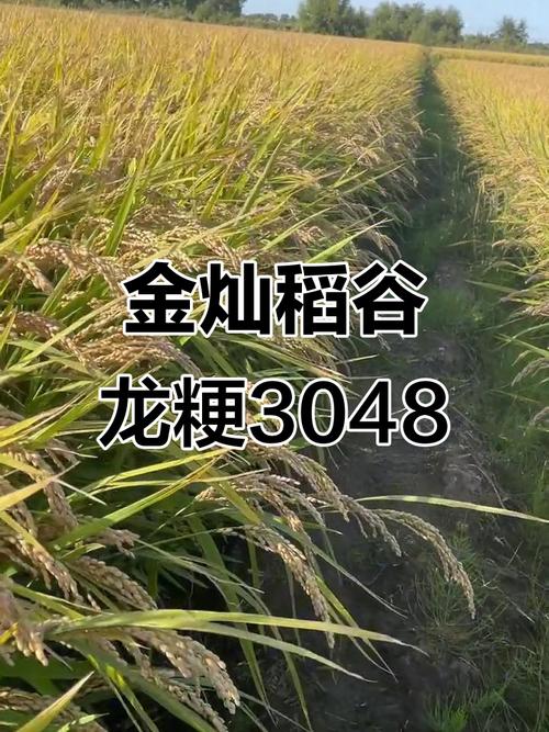 龙粳18水稻品种有何特点？-图1