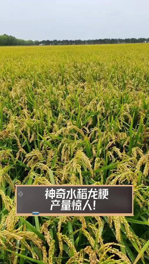 龙粳18水稻品种有何特点？-图2