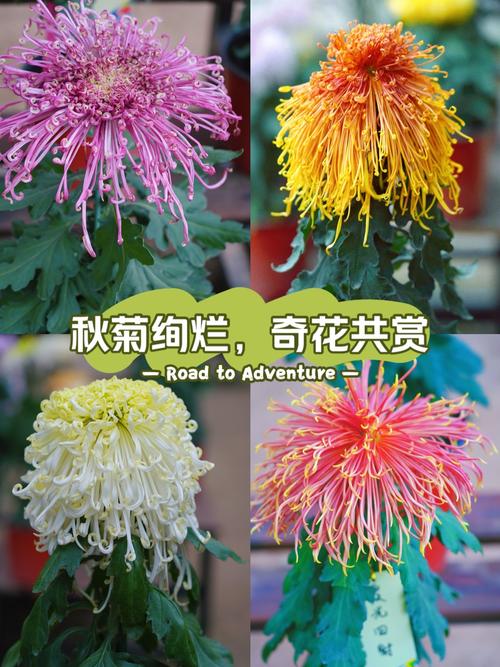 菊花品种有多少？常见种类图片看这里。-图2