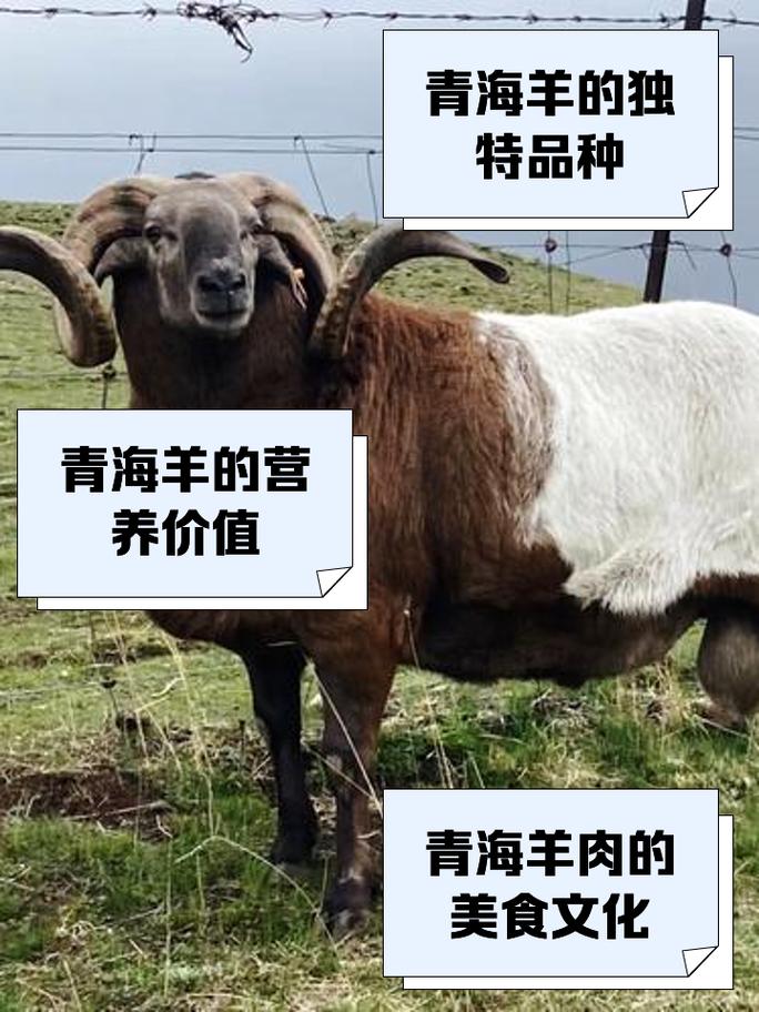 甘南有哪些特色羊品种？-图2