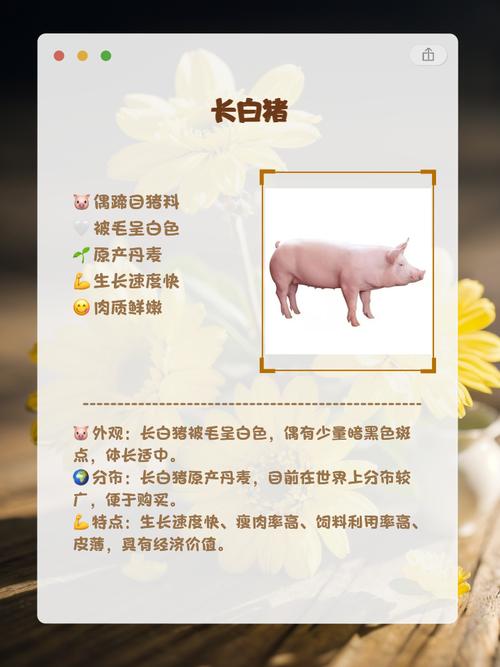 猪品种如何区分？-图2