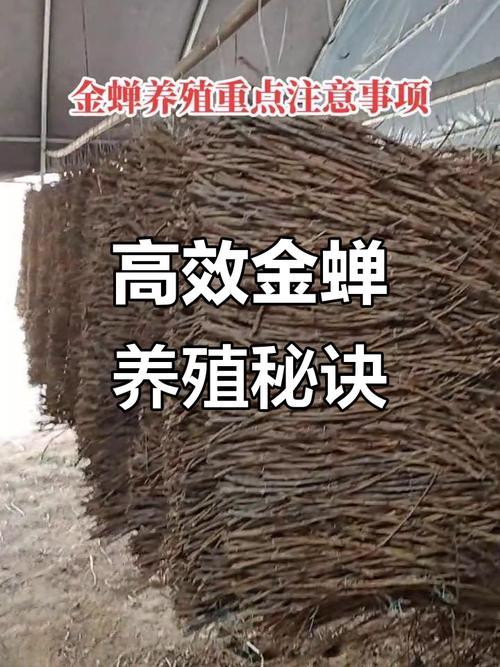 金蝉养殖技术全流程关键步骤有哪些？-图3