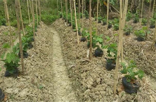 粉葛种植技术在线看，哪里能学？-图1