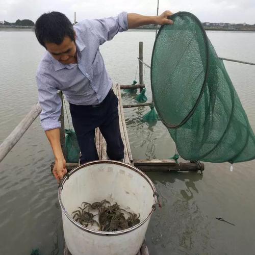高淳螃蟹现在多少钱一斤？-图3