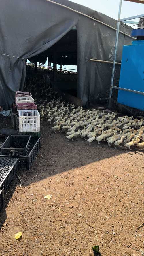 北方适合养哪些蛋鸭品种？-图2