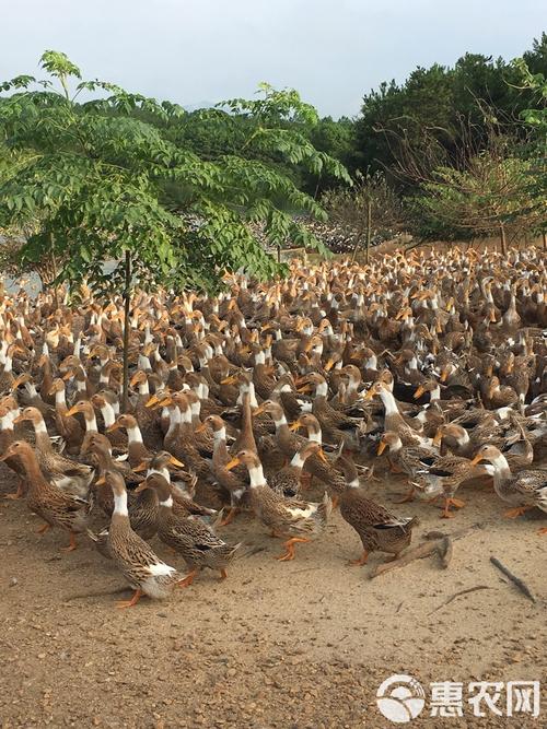 北方适合养哪些蛋鸭品种？-图3