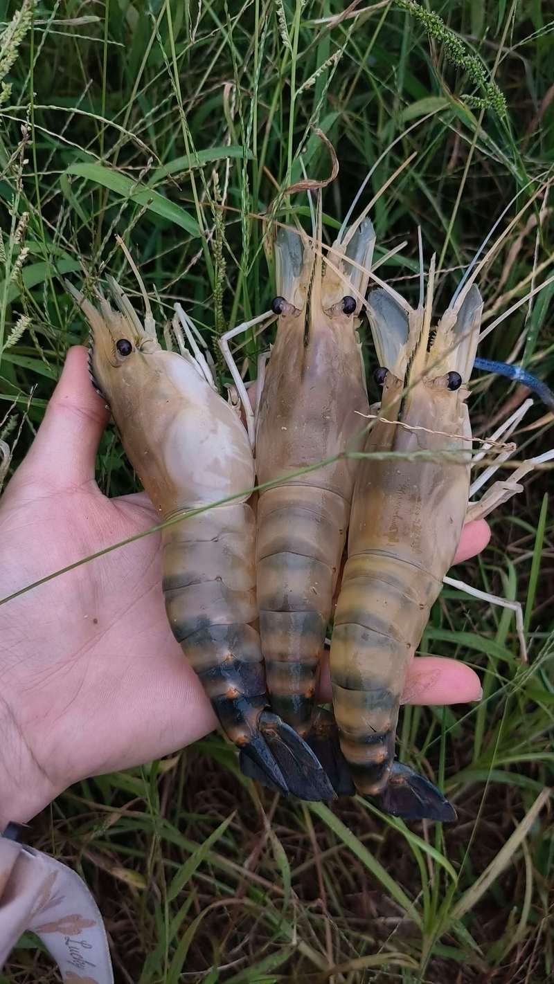 2025年沼虾今日价格多少钱一斤？-图2