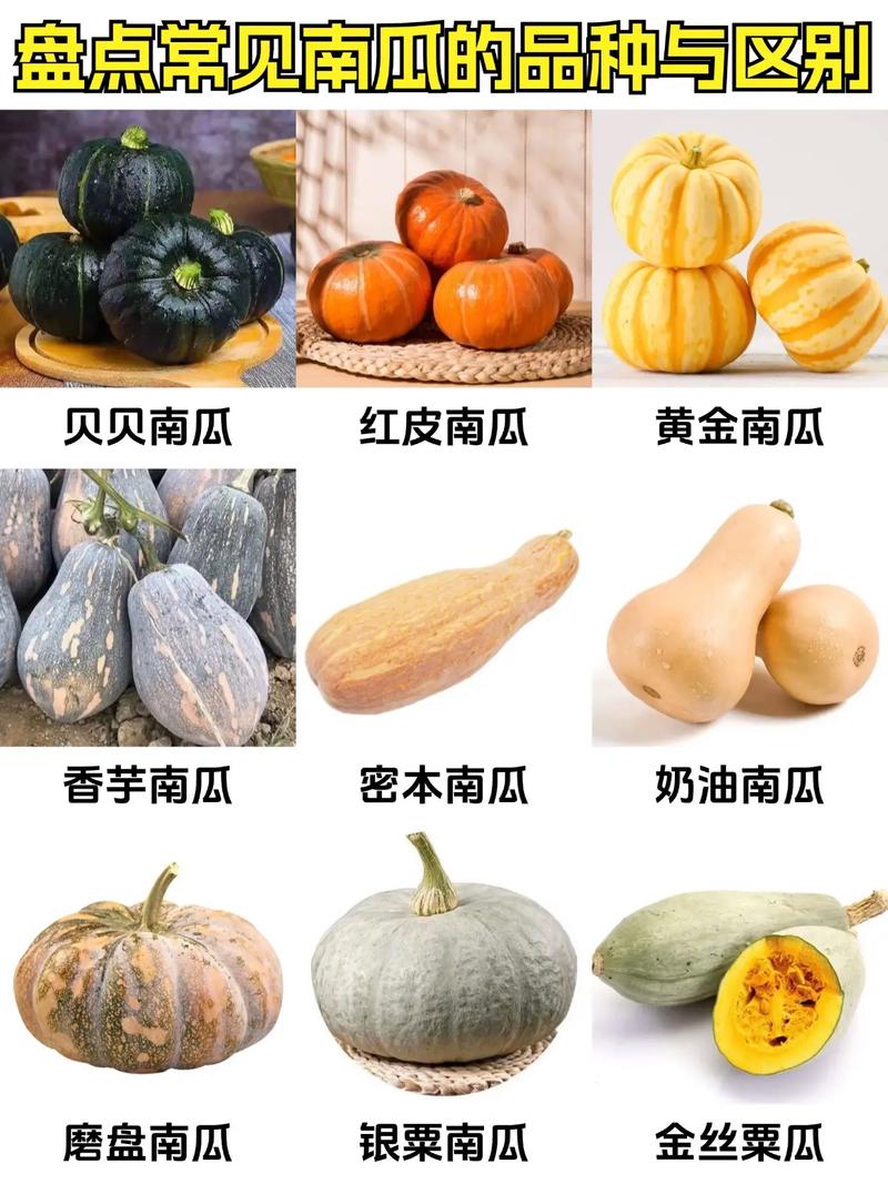 哪种南瓜产子最多？-图2