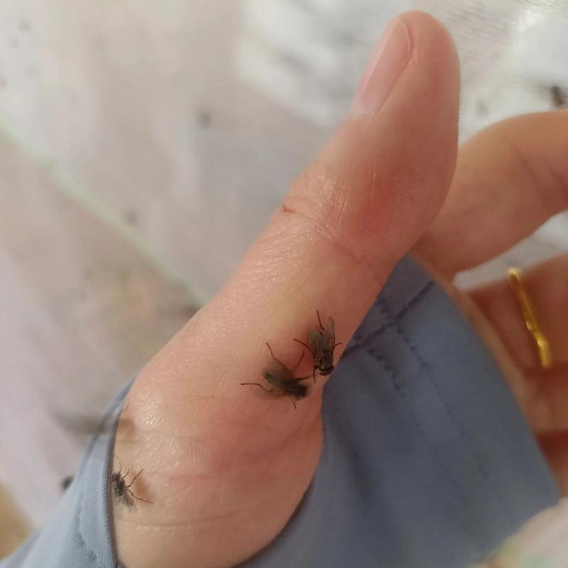 野外蝇蛆养殖技术视频怎么学？-图2