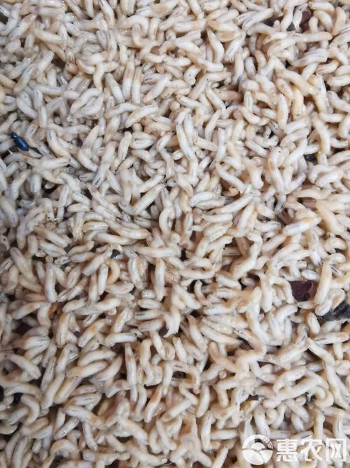 野外蝇蛆养殖技术视频怎么学？-图3