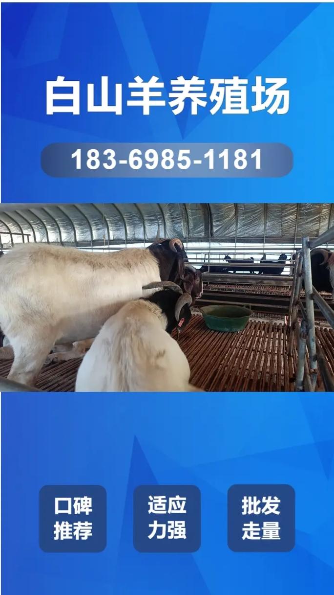 去哪能买到好品种山羊-图1