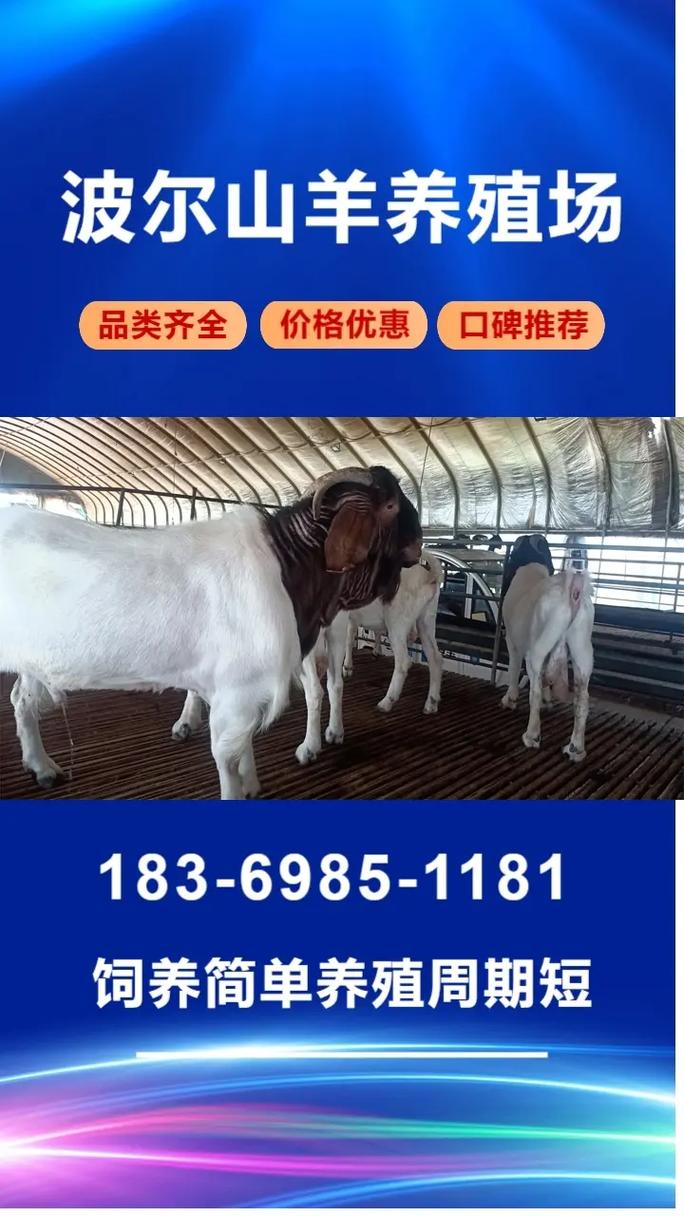 去哪能买到好品种山羊-图2