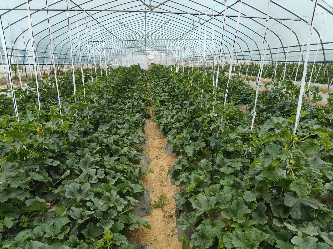 庆阳大棚香瓜如何高效种植？-图1