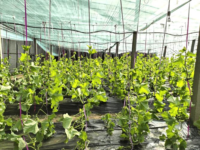 庆阳大棚香瓜如何高效种植？-图2