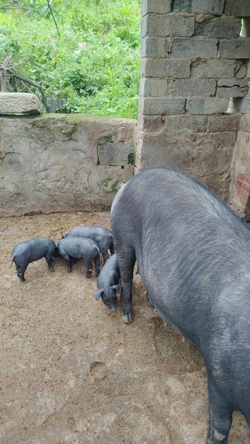 湖北黄冈近期仔猪价格怎么样？-图2