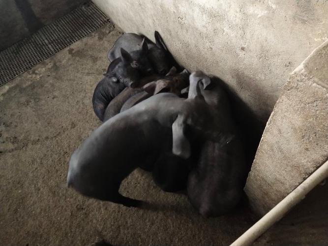 湖北黄冈近期仔猪价格怎么样？-图3