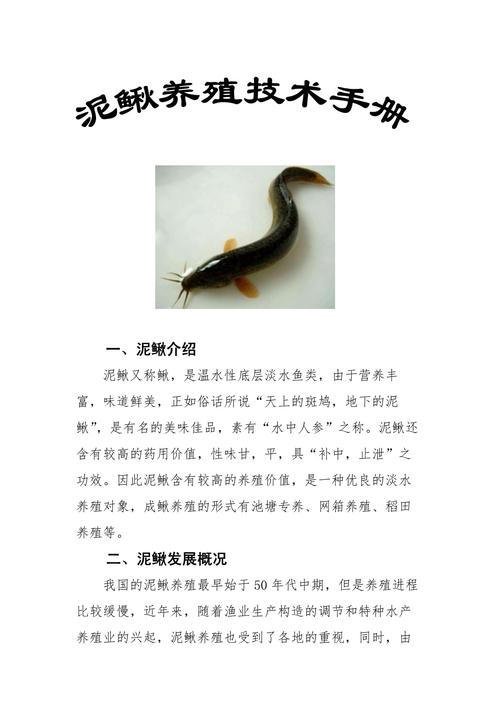 大棚养殖泥鳅，关键技术有哪些？-图2