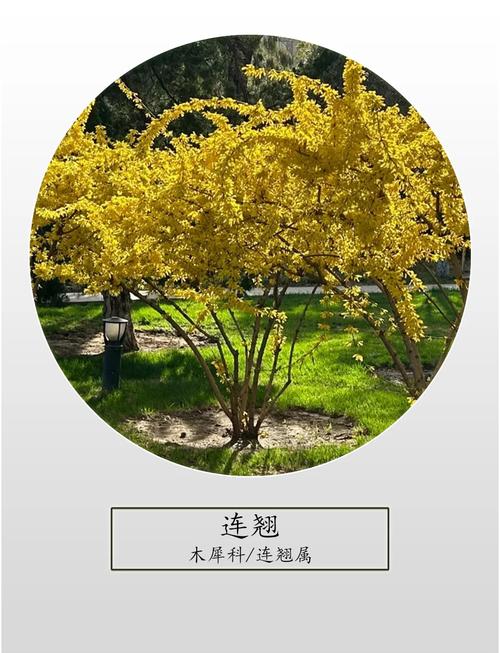 连翘种植技术有哪些关键要点？-图1