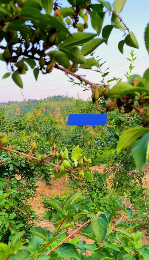 连翘种植技术有哪些关键要点？-图2