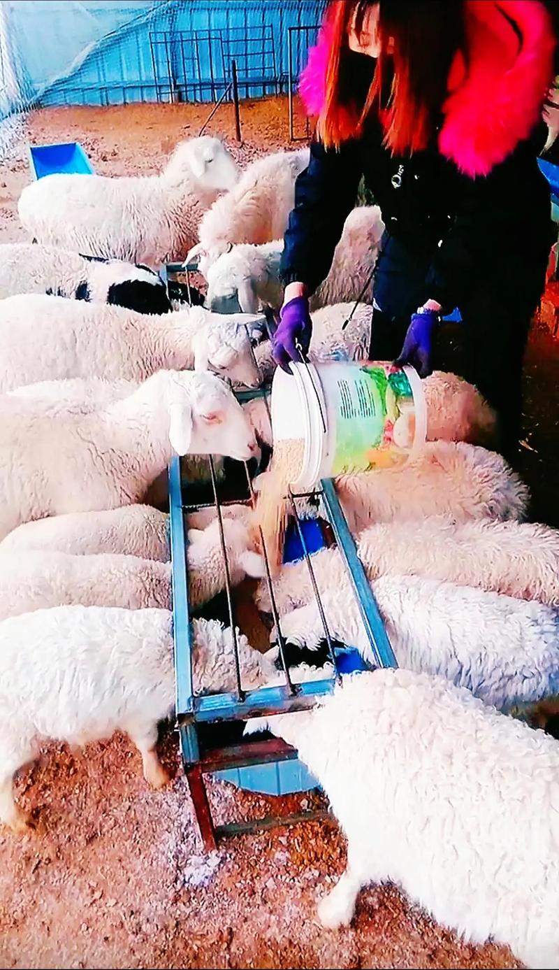 都安山羊秸秆饲喂技术怎么掌握？-图1