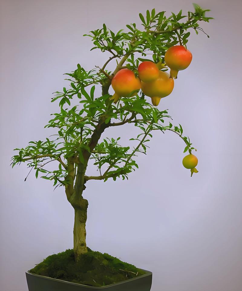 石榴栽培管理视频有哪些关键技术要点？-图2