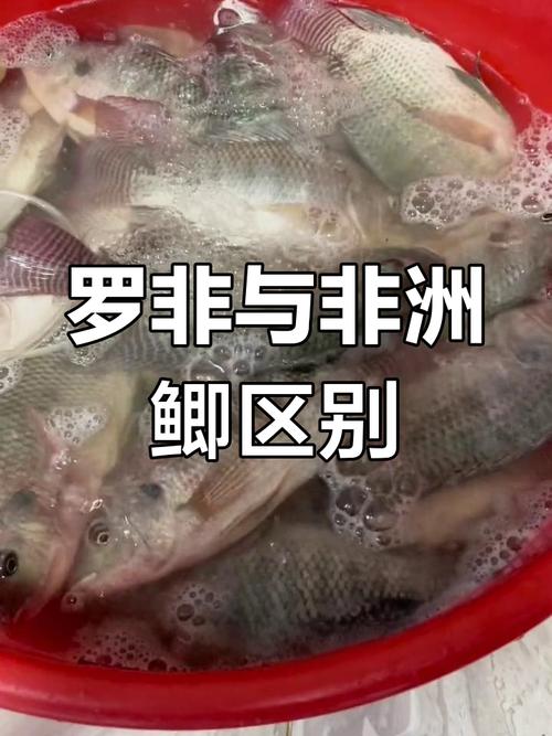 罗非鱼和鲫鱼养殖技术有何不同？-图2