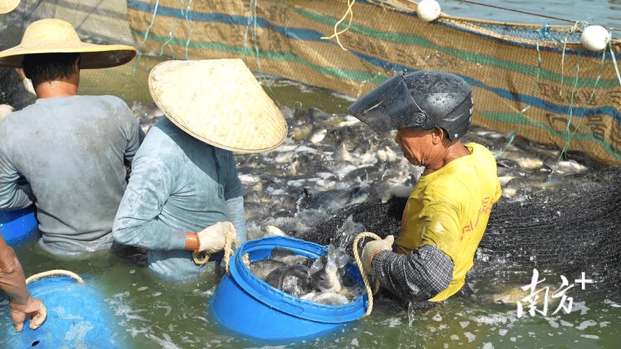 高产水产养鱼技术视频，如何高效养鱼？-图2
