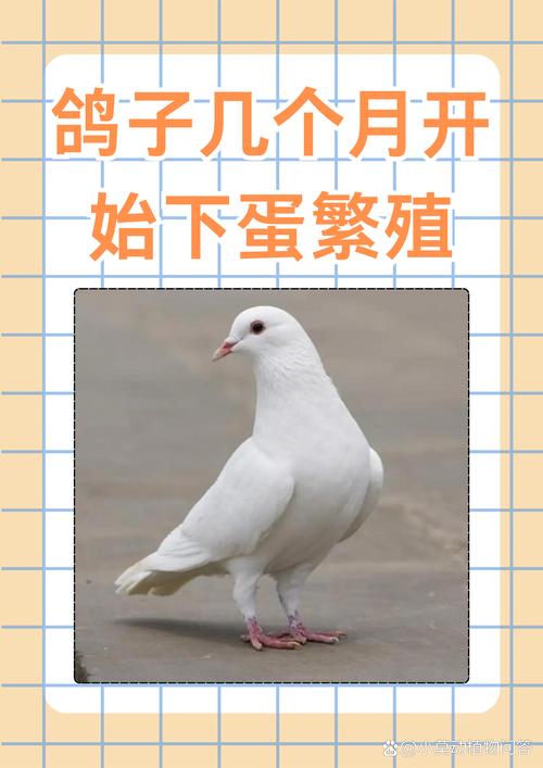 什么品种鸽子下蛋多？-图1