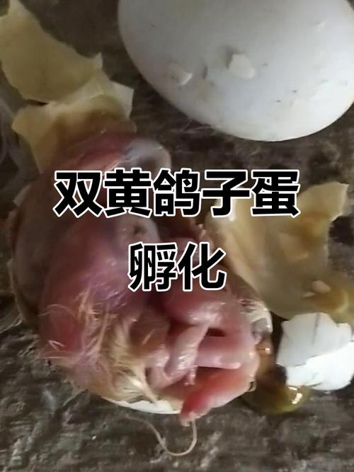 什么品种鸽子下蛋多？-图2